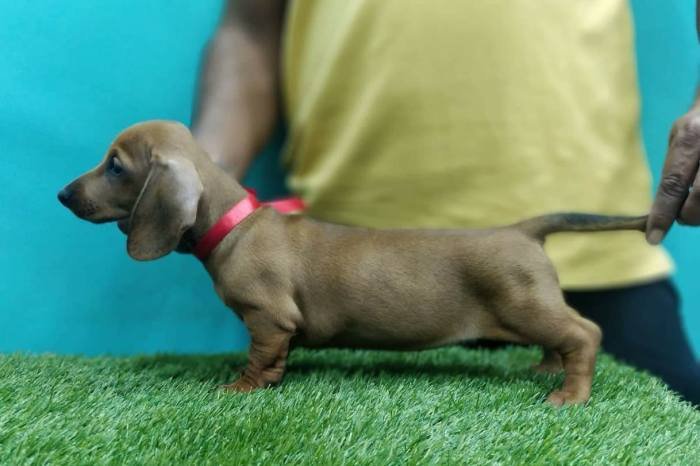 DogsIndia.com - Dachshund Standard Smooth - Siddhesh Salunke
