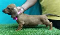 DogsIndia.com - Dachshund Standard Smooth - Siddhesh Salunke