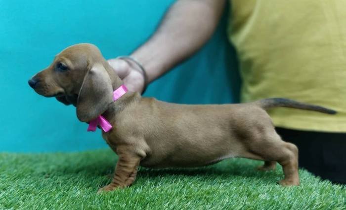 DogsIndia.com - Dachshund Standard Smooth - Siddhesh Salunke