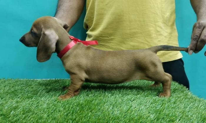DogsIndia.com - Dachshund Standard Smooth - Siddhesh Salunke