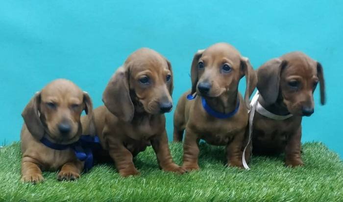 DogsIndia.com - Dachshund Standard Smooth - Siddhesh Salunke