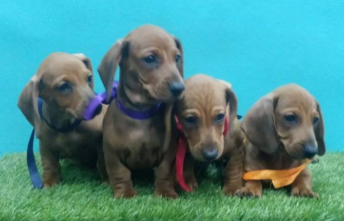 DogsIndia.com - Dachshund Standard Smooth - Siddhesh Salunke
