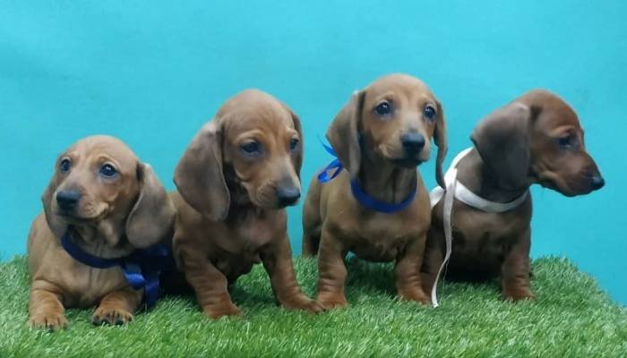 DogsIndia.com - Dachshund Standard Smooth - Siddhesh Salunke
