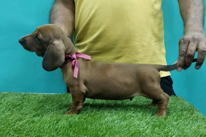 DogsIndia.com - Dachshund Standard Smooth - Siddhesh Salunke