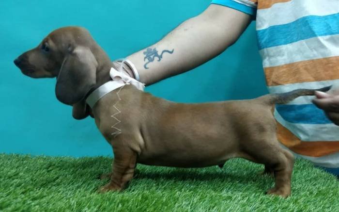 DogsIndia.com - Dachshund Standard Smooth - Siddhesh Salunke