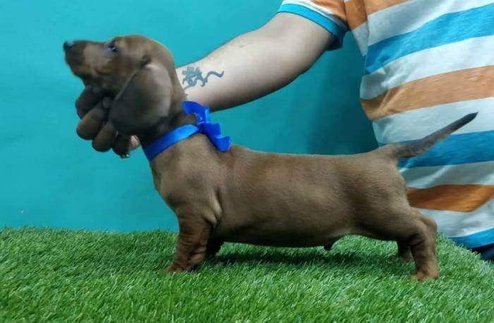 DogsIndia.com - Dachshund Standard Smooth - Siddhesh Salunke