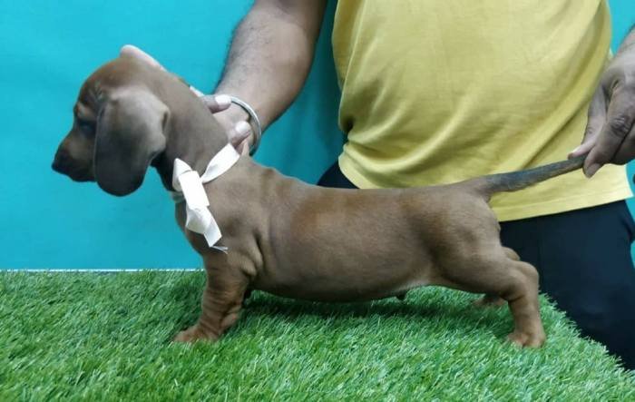 DogsIndia.com - Dachshund Standard Smooth - Siddhesh Salunke