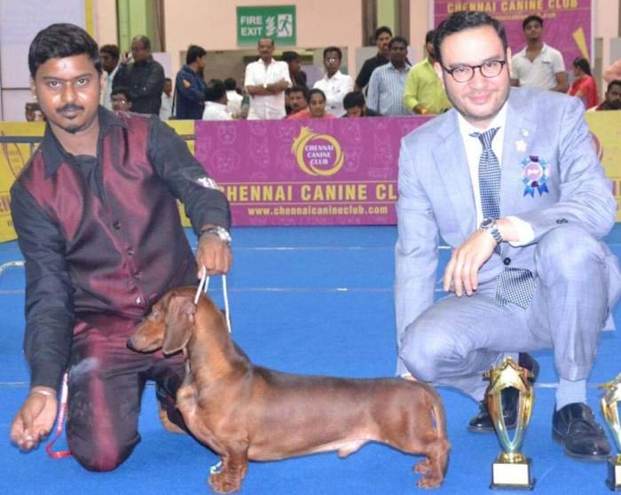 DogsIndia.com - Dachshund Standard Smooth - Siddhesh Salunke