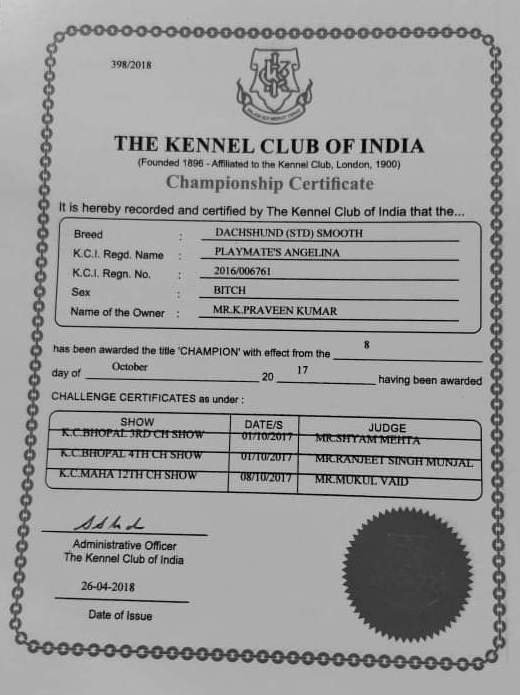 DogsIndia.com - Dachshund Standard Smooth - Toyboy