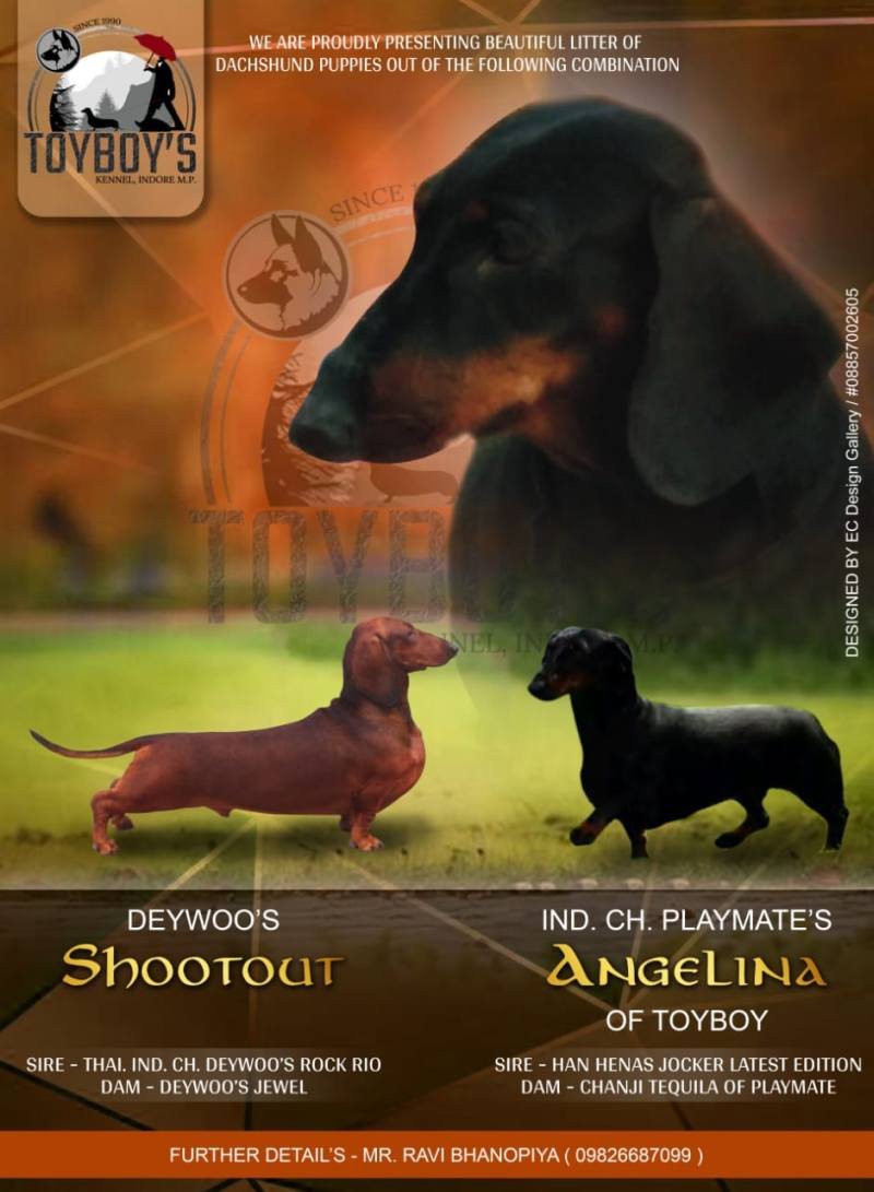 DogsIndia.com - Dachshund Standard Smooth - Toyboy