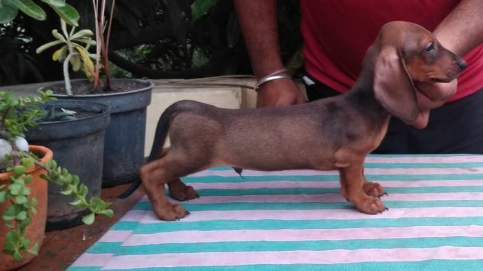 DogsIndia.com - Dachshund Standard Smooth - Toyboy
