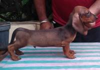 DogsIndia.com - Dachshund - Toyboy Kennel