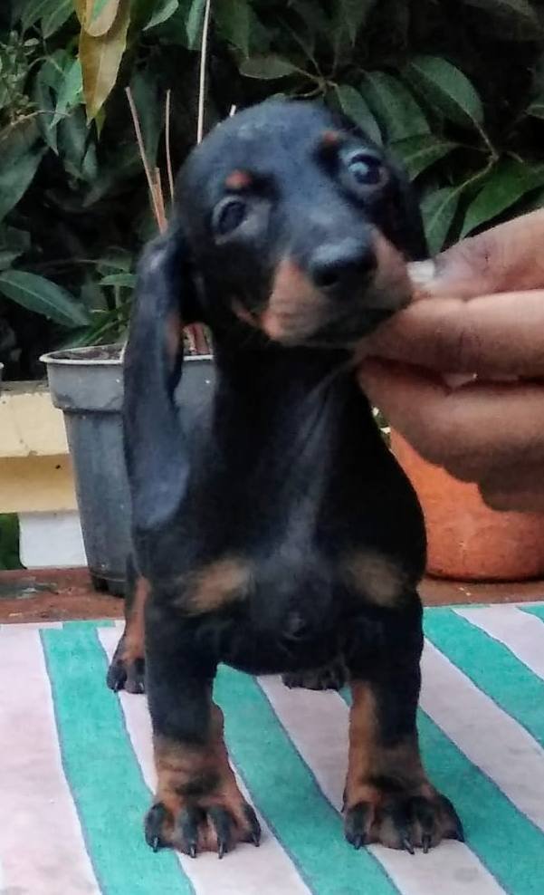 DogsIndia.com - Dachshund Standard Smooth - Toyboy