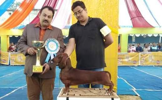 DogsIndia.com - Dachshund Standard Smooth - Toyboy