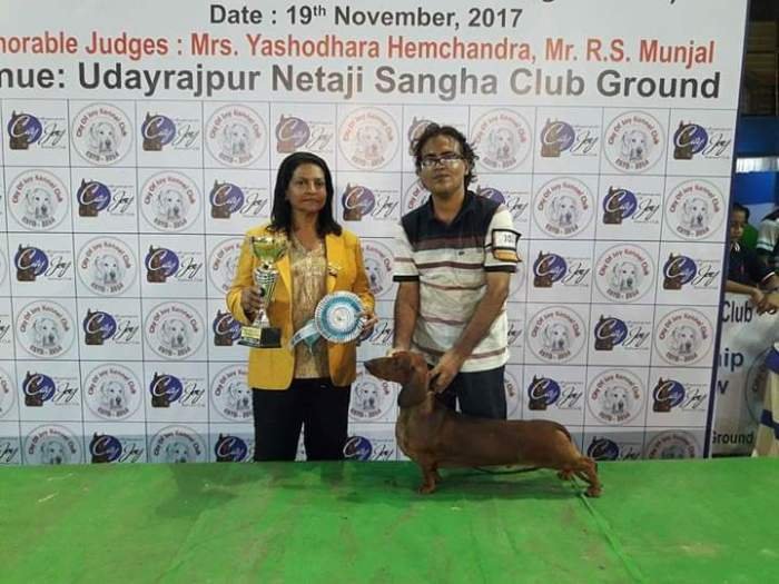 DogsIndia.com - Dachshund Standard Smooth - Toyboy