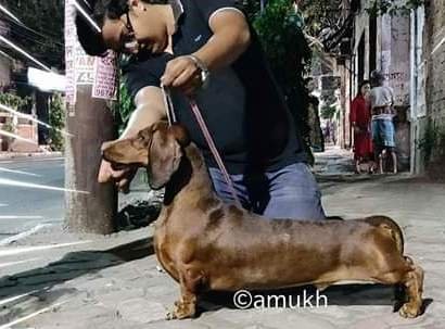 DogsIndia.com - Dachshund Standard Smooth - Toyboy