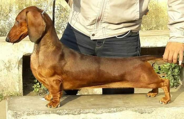 DogsIndia.com - Dachshund Standard Smooth - Toyboy