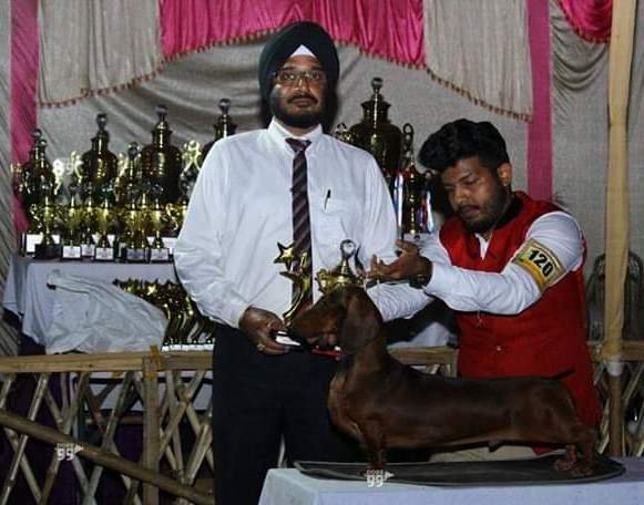 DogsIndia.com - Dachshund Standard Smooth - Toyboy