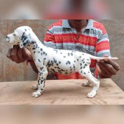 DogsIndia.com - Dalmatian - Attilas Kennel