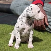 DogsIndia.com - Dalmatian - Nihal