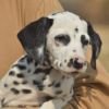 DogsIndia.com - Dalmatian - Nihal