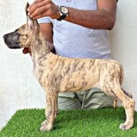 DogsIndia.com - Great Dane - Aniva