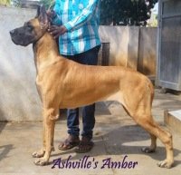 DogsIndia.com - Great Dane - Ashville Kennels