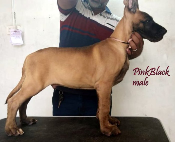 DogsIndia.com - Great Dane - Ashville Kennels