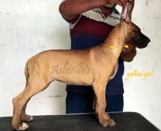 DogsIndia.com - Great Dane - Ashville Kennels