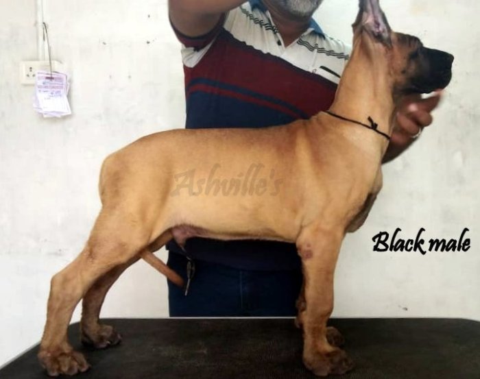 DogsIndia.com - Great Dane - Ashville Kennels