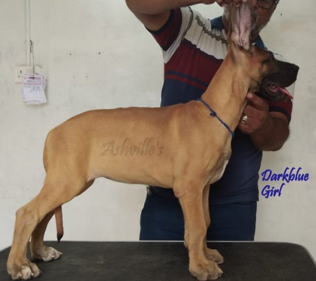 DogsIndia.com - Great Dane - Ashville Kennels