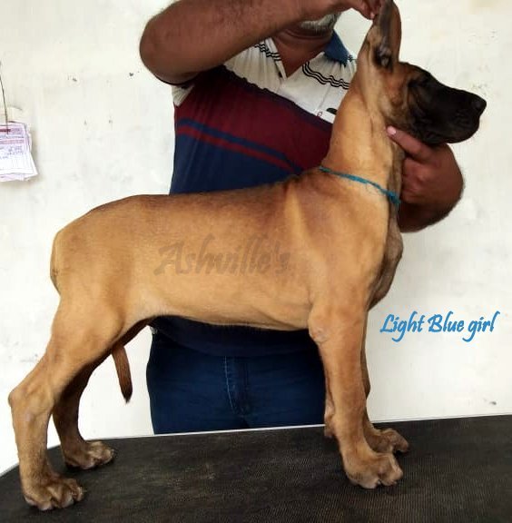DogsIndia.com - Great Dane - Ashville Kennels