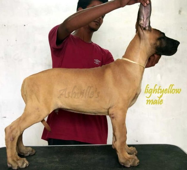 DogsIndia.com - Great Dane - Ashville Kennels