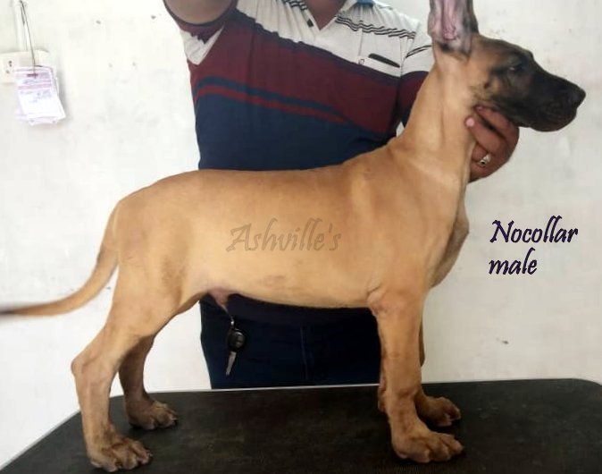 DogsIndia.com - Great Dane - Ashville Kennels