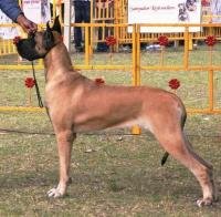 DogsIndia.com - Great Dane - Balken Kennels