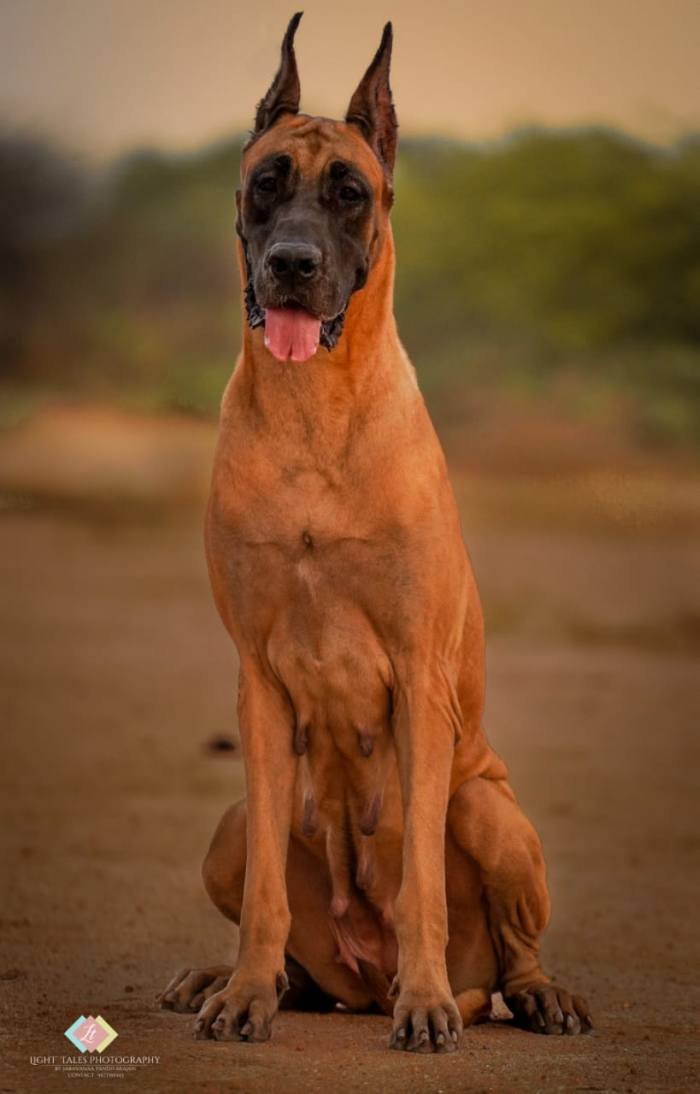 DogsIndia.com - Great Dane - Balken Kennels