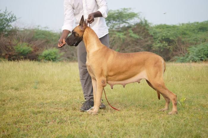 DogsIndia.com - Great Dane - Balken Kennels