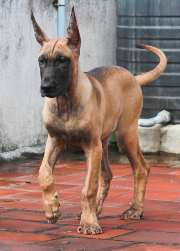 DogsIndia.com - Great Dane - Balken Kennels