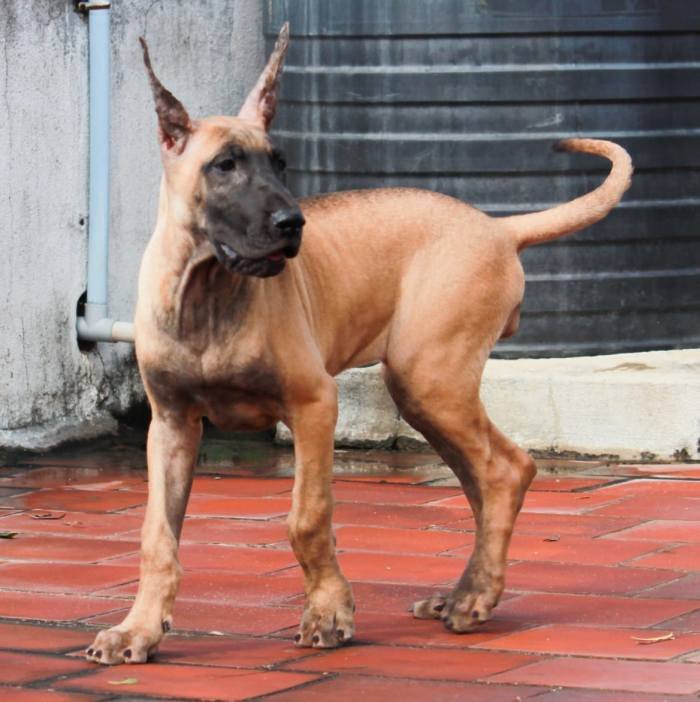 DogsIndia.com - Great Dane - Balken Kennels