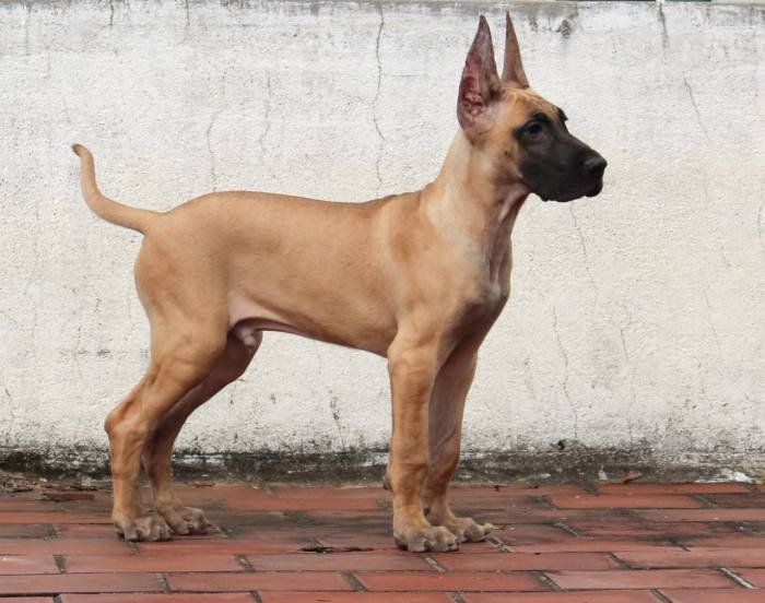 DogsIndia.com - Great Dane - Balken Kennels
