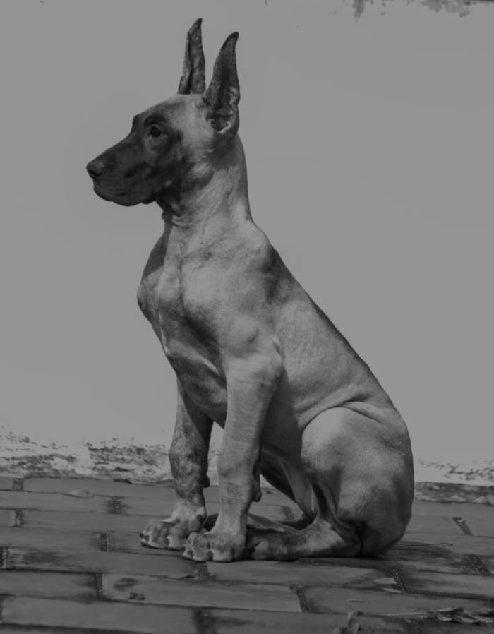DogsIndia.com - Great Dane - Balken Kennels