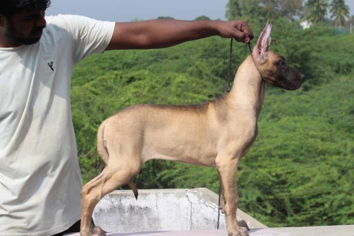 DogsIndia.com - Great Dane - Balken Kennels