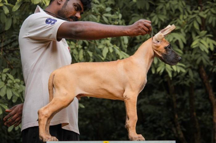DogsIndia.com - Great Dane - Balken Kennels