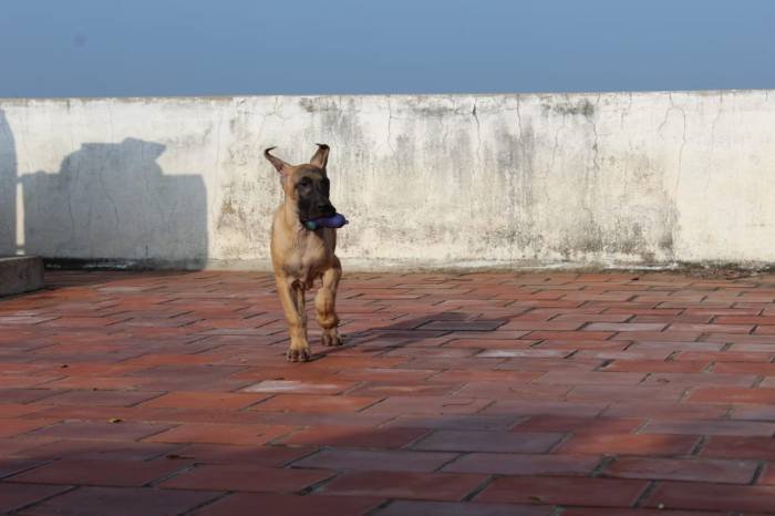 DogsIndia.com - Great Dane - Balken Kennels