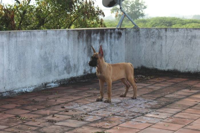 DogsIndia.com - Great Dane - Balken Kennels
