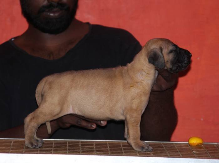 DogsIndia.com - Great Dane - Balken Kennels