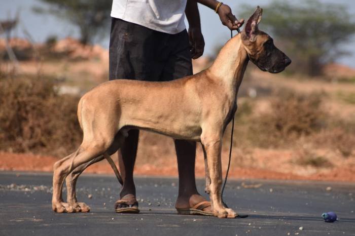 DogsIndia.com - Great Dane - Balken Kennels