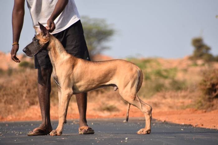DogsIndia.com - Great Dane - Balken Kennels