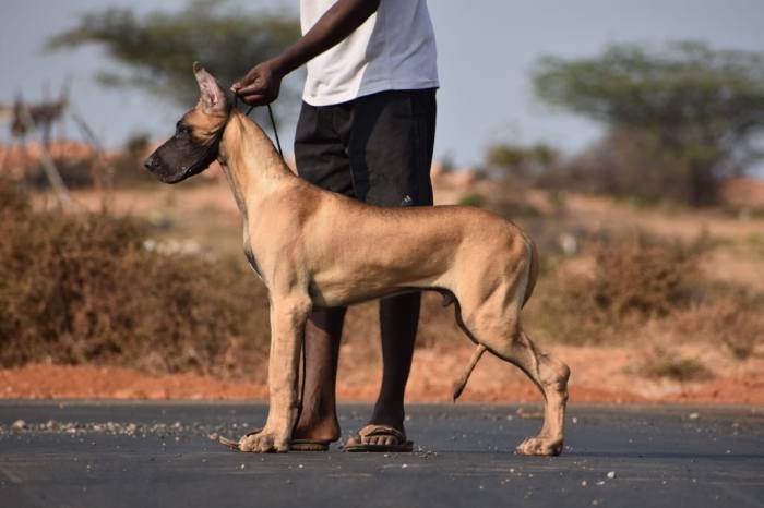 DogsIndia.com - Great Dane - Balken Kennels