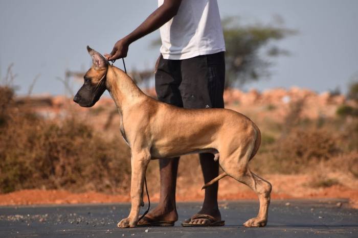 DogsIndia.com - Great Dane - Balken Kennels